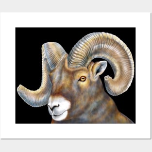 Big Horn Sheep Posters and Art